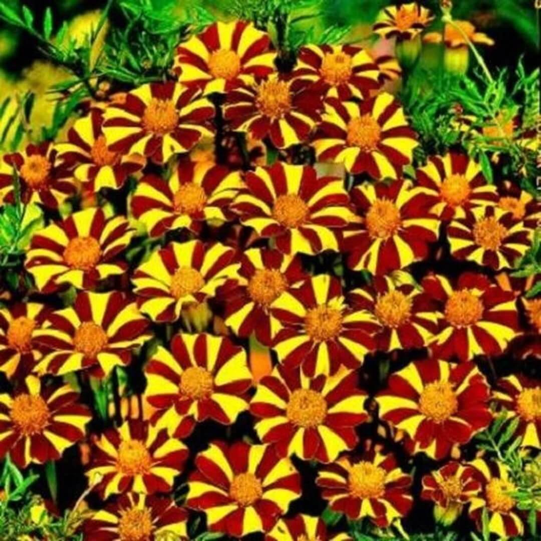 Court Jester Marigold plant