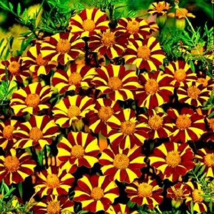 Court Jester Marigold plant