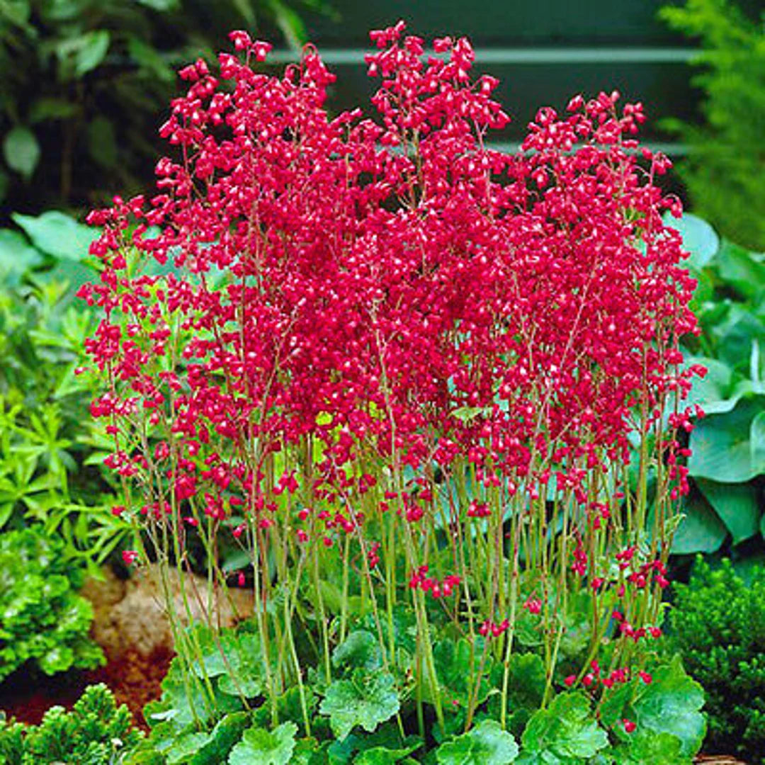 Red Coral flower seeds