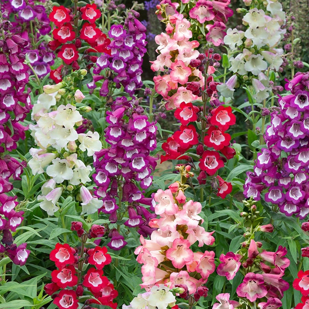 Penstemon flower seeds