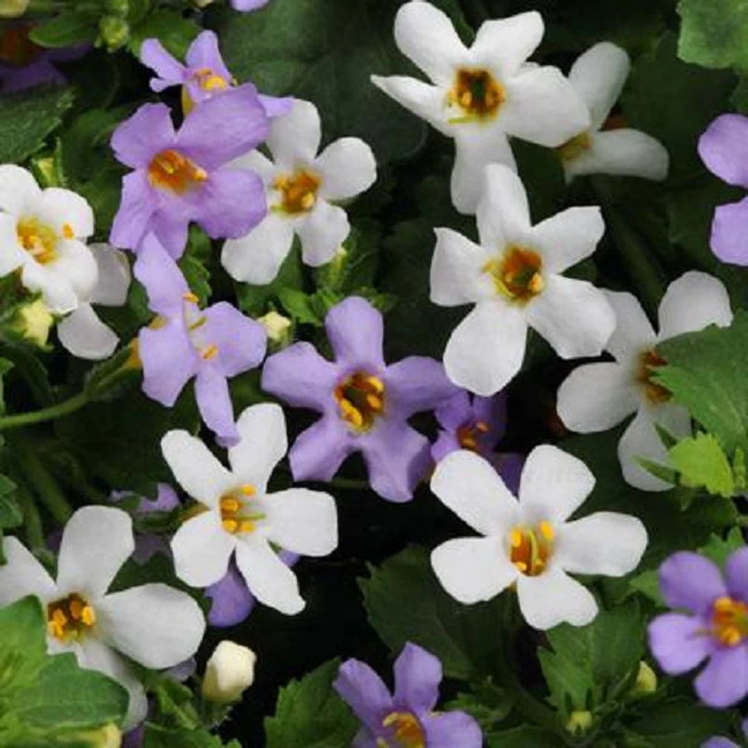 Bacopa Utopia flower seeds
