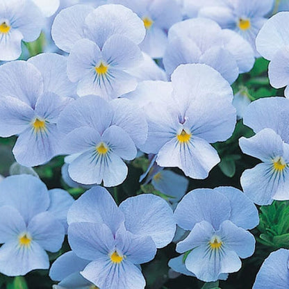 Sky Blue Pansy plant