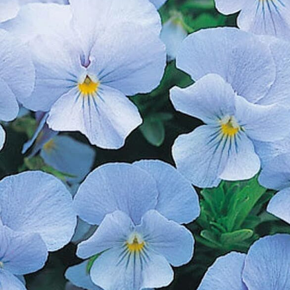 Sky Blue Pansy plant