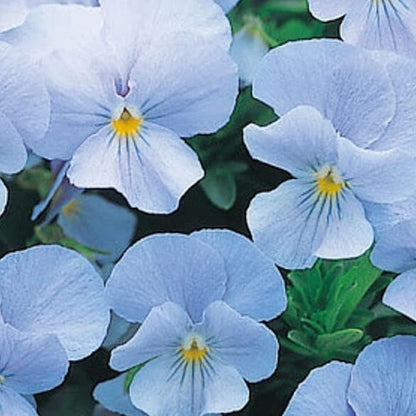 Sky Blue Pansy plant