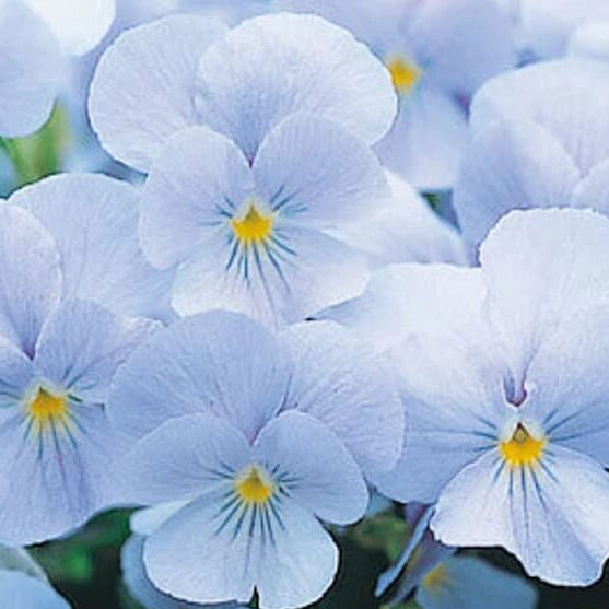 Sky Blue Pansy plant