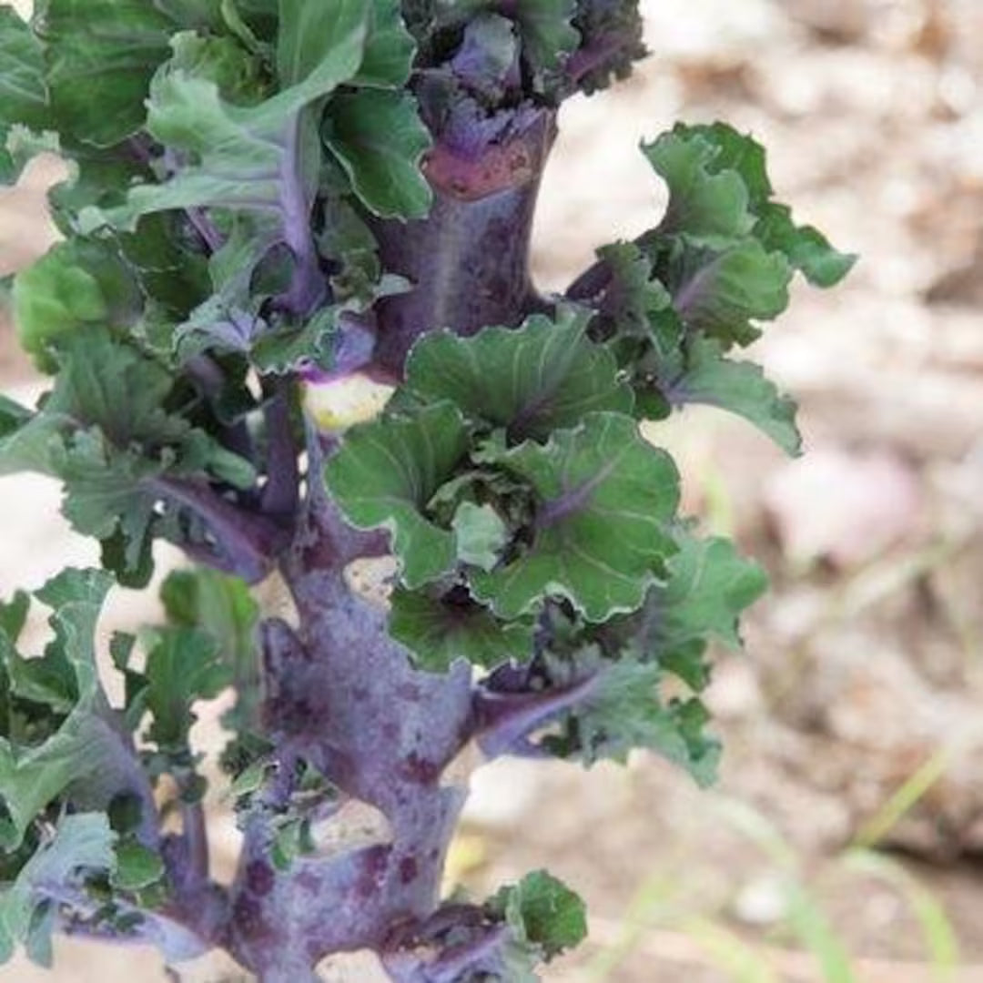 Purple Kalettes Seeds