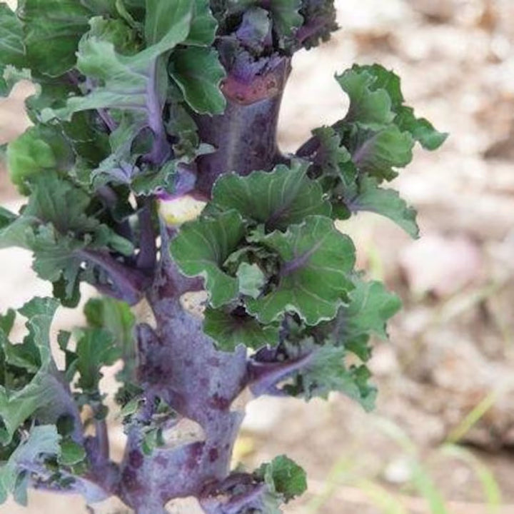 Purple Kalettes Seeds
