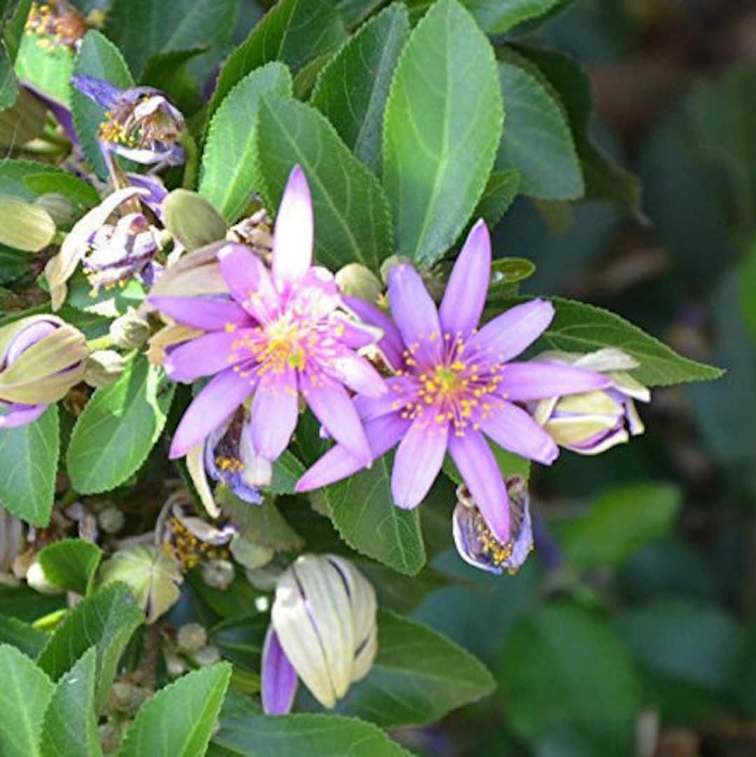 Grewia flower seeds