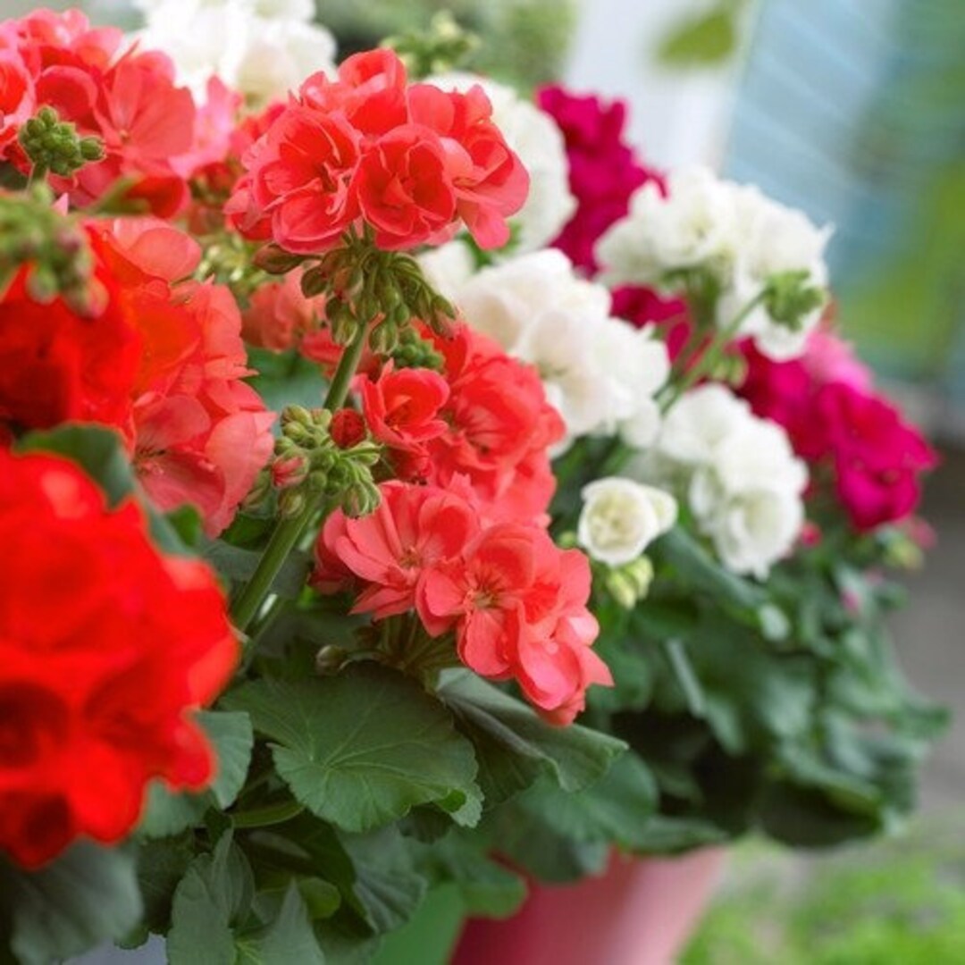 Red White flower seeds