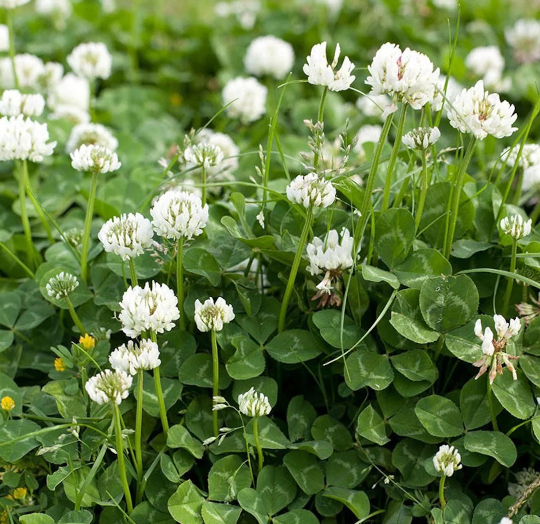 Dutch Clover flower seeds