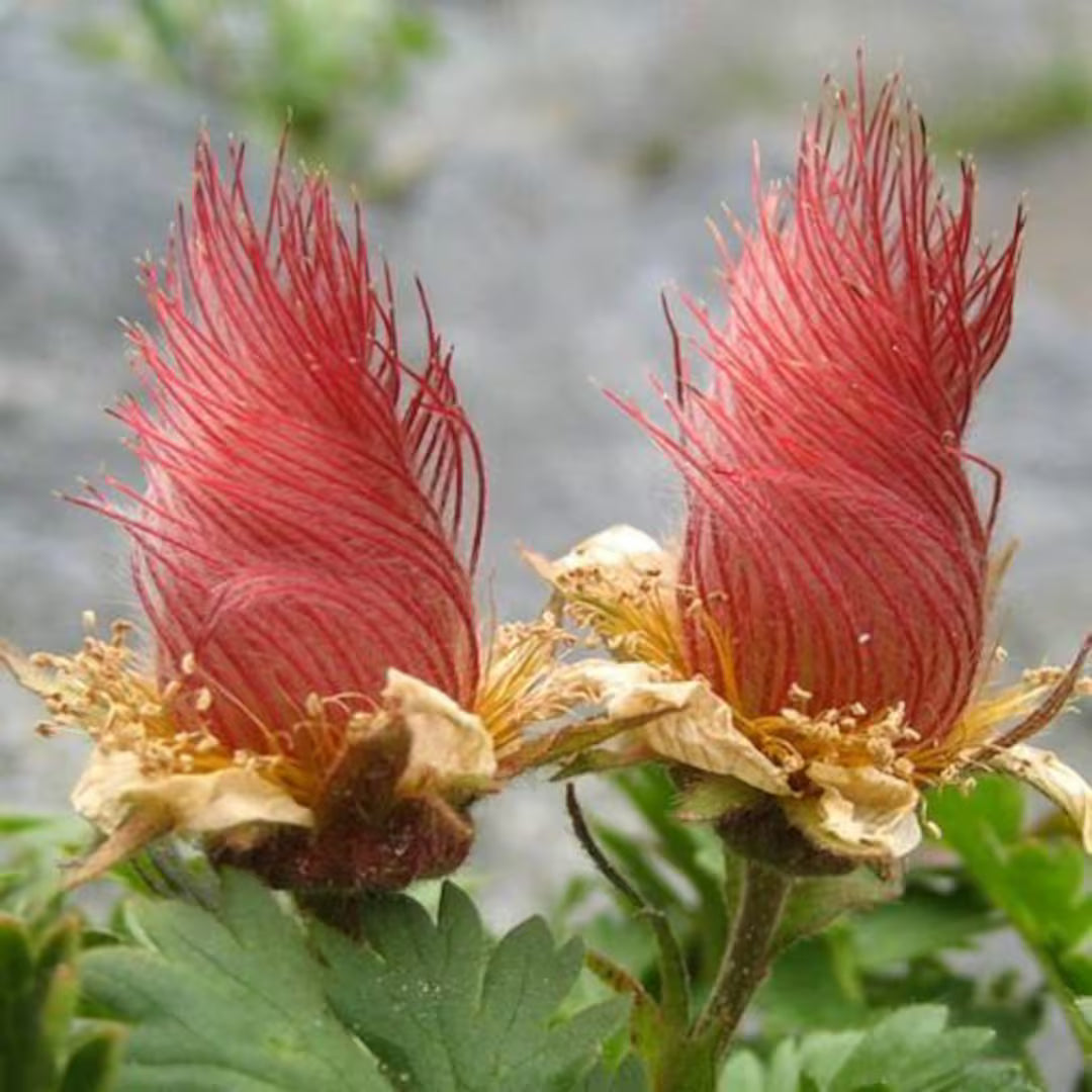 Geum Reptans flower seeds