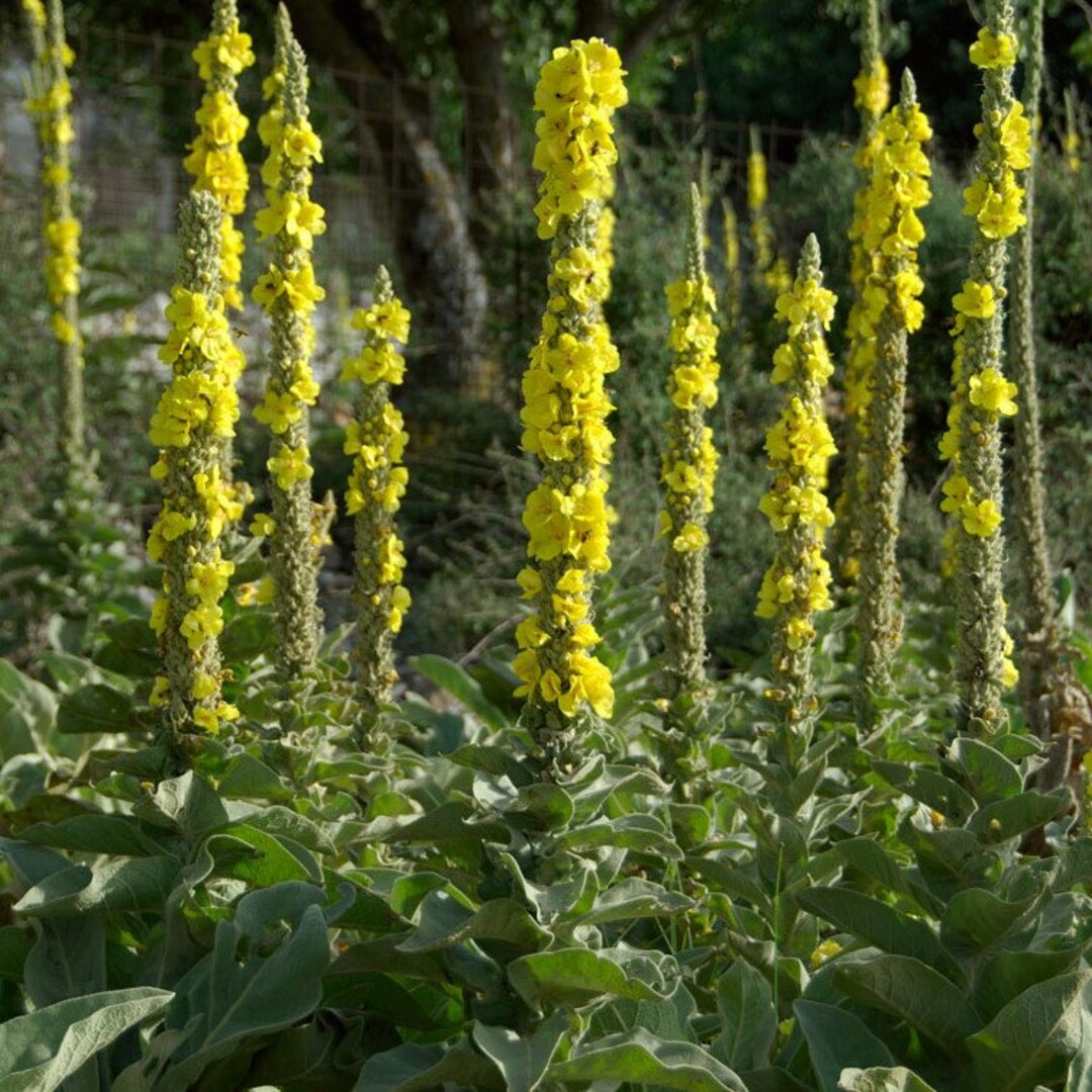 Yellow Woolly flower seeds