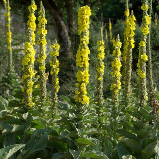 Yellow Woolly flower seeds