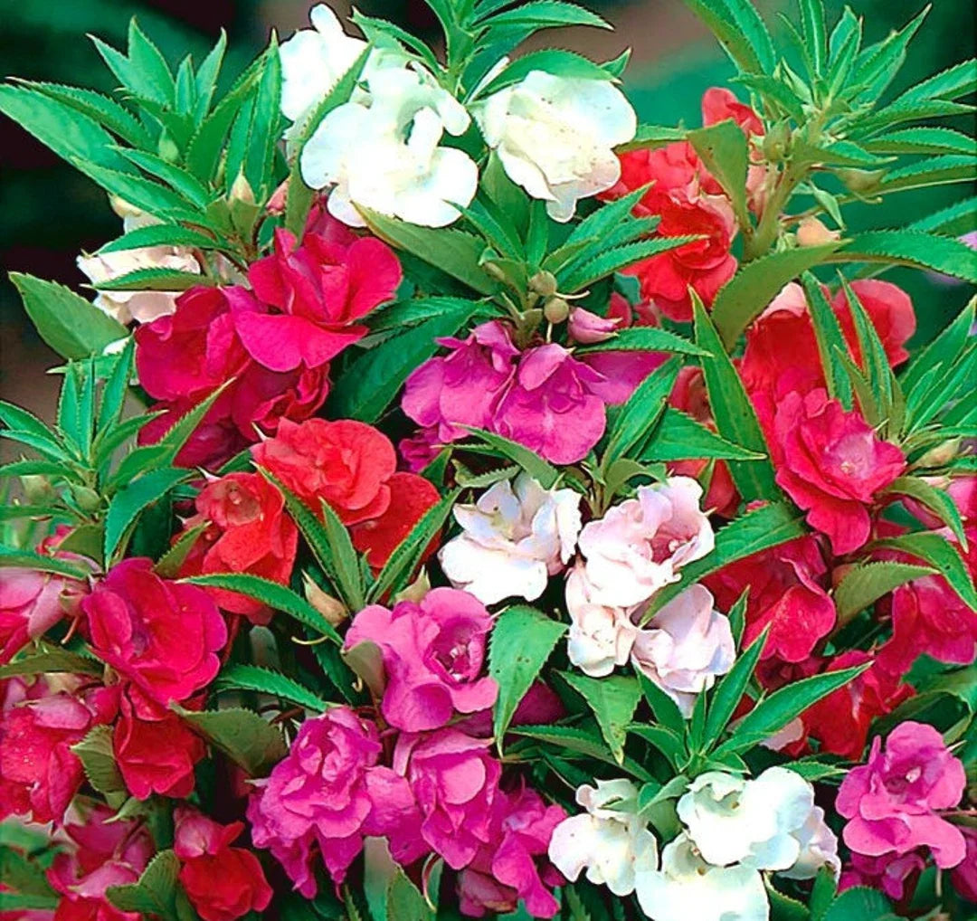 Camellia flower seeds
