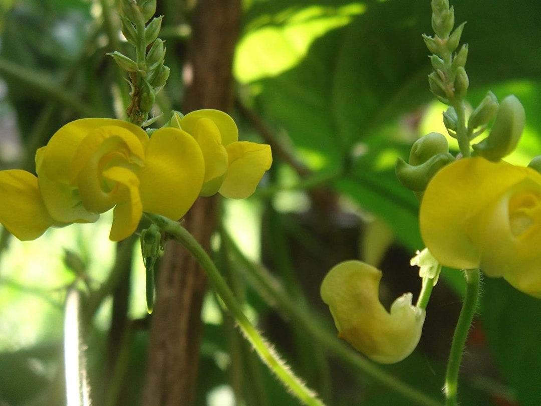 Dolichos Biflorus flower seeds