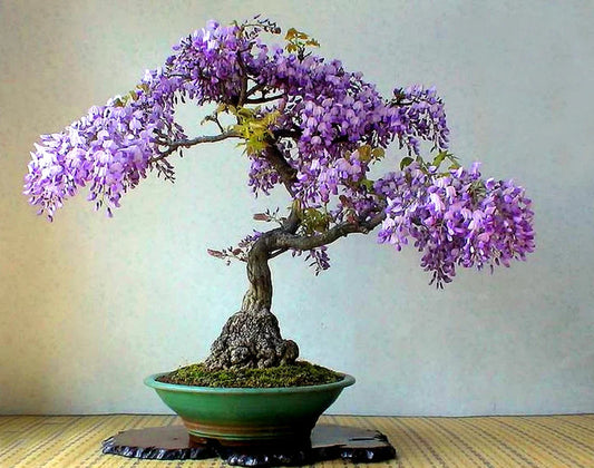 Violet Simsii flower seeds