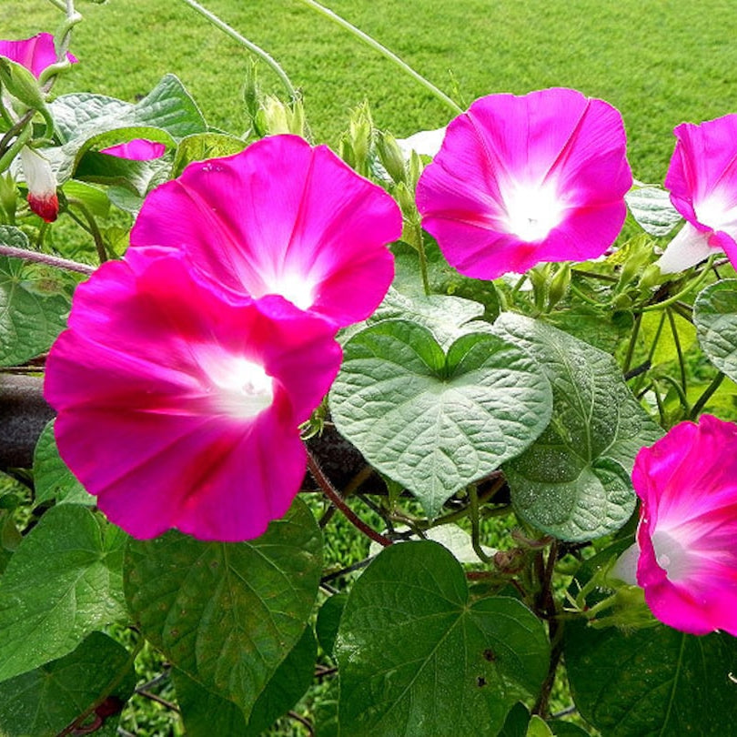 Rambler Morning Glory plant