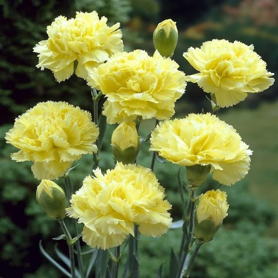 Yellow Caryophyllus flower seeds