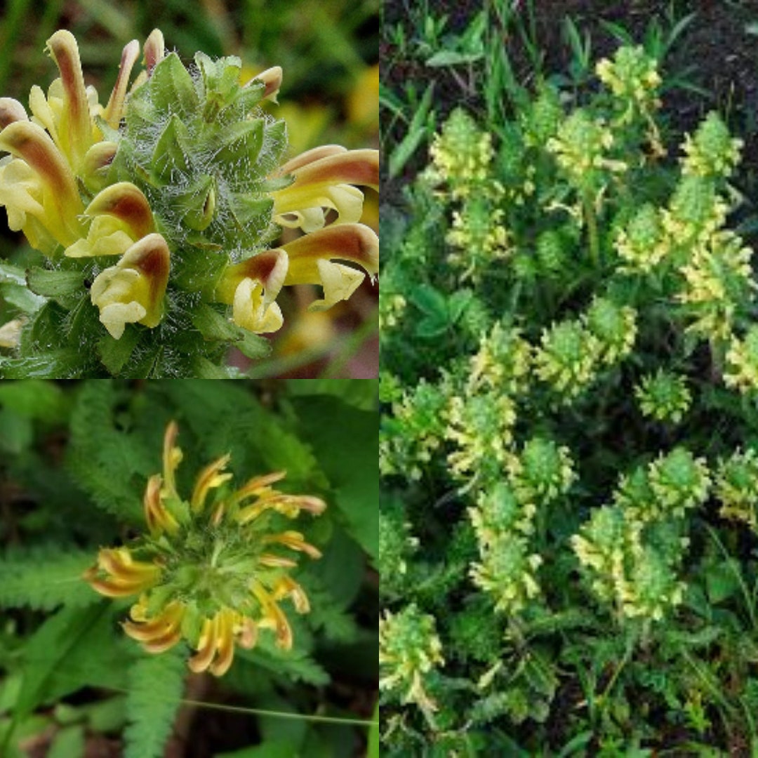 Lousewort flower seeds