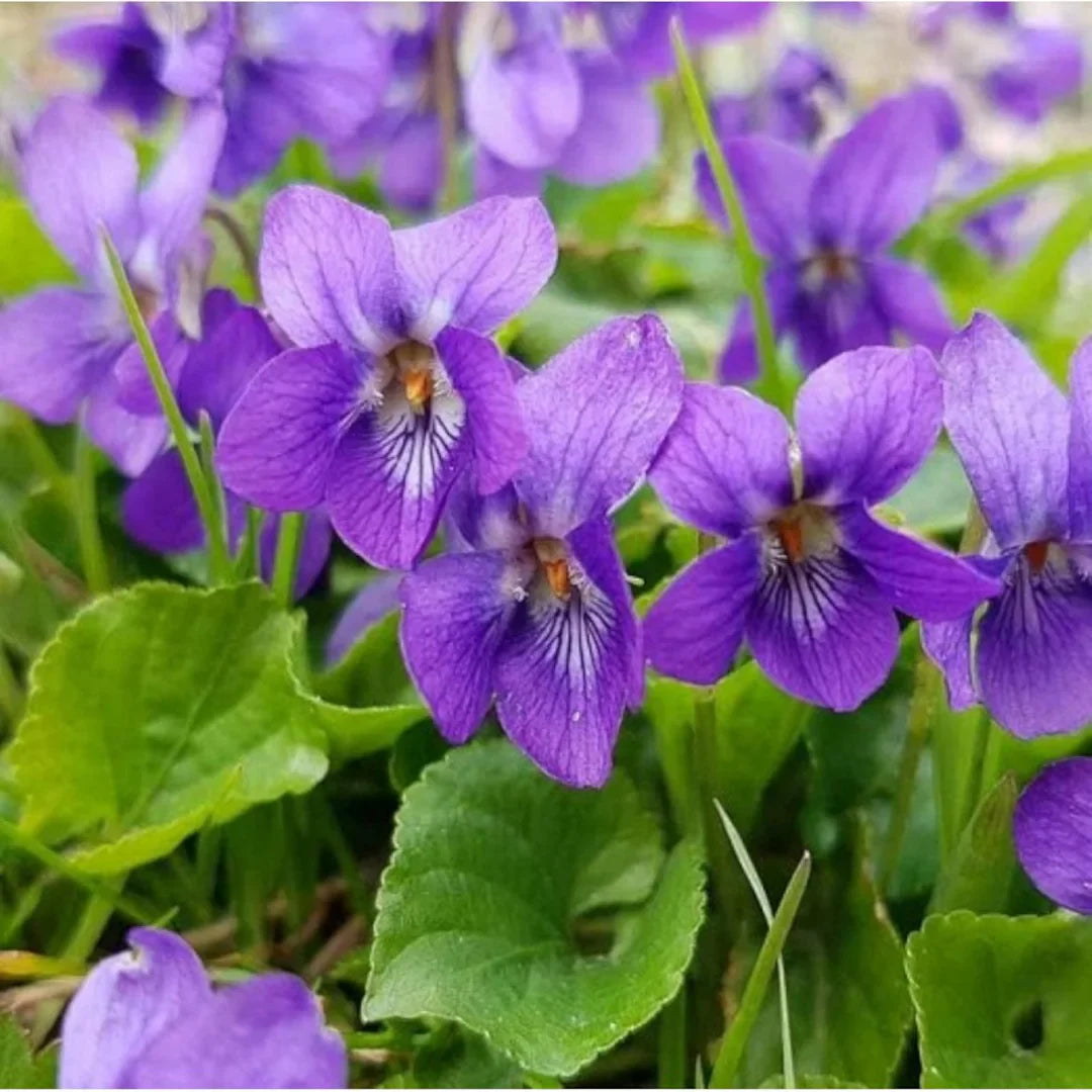 Viola Odorata flower seeds