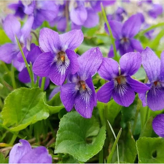 Viola Odorata flower seeds
