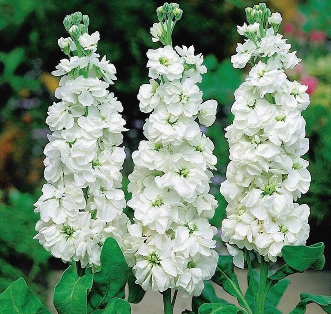 White Matthiola flower seeds