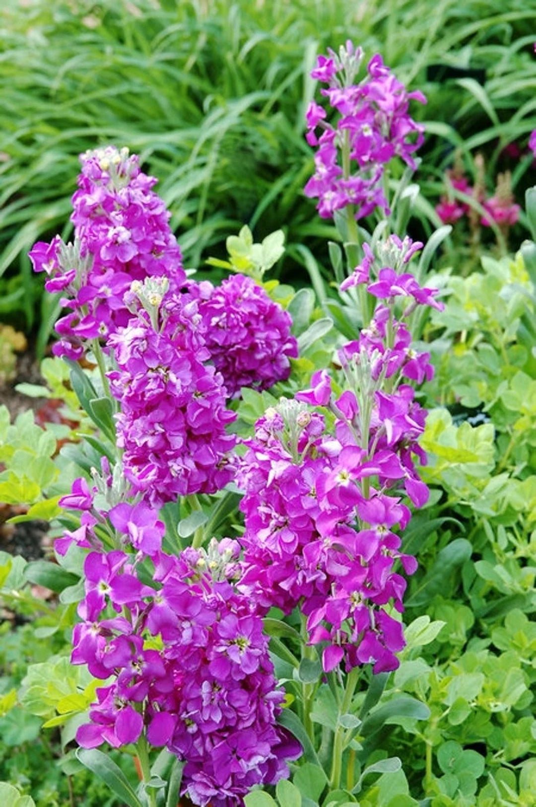 Violet Matthiola flower seeds