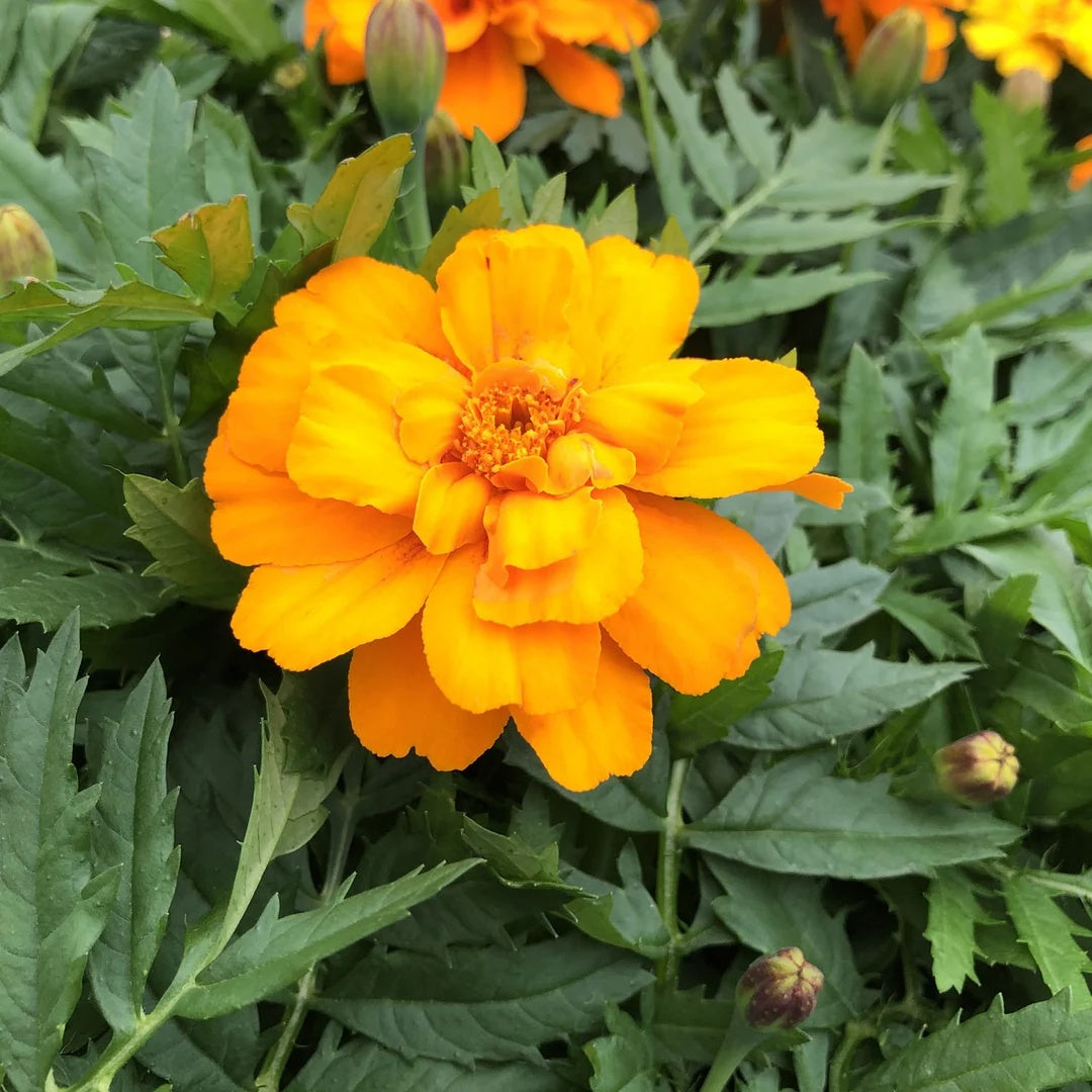 Durango Tangerine Marigold plant