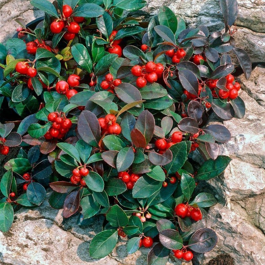 Red Gaultheria flower seeds