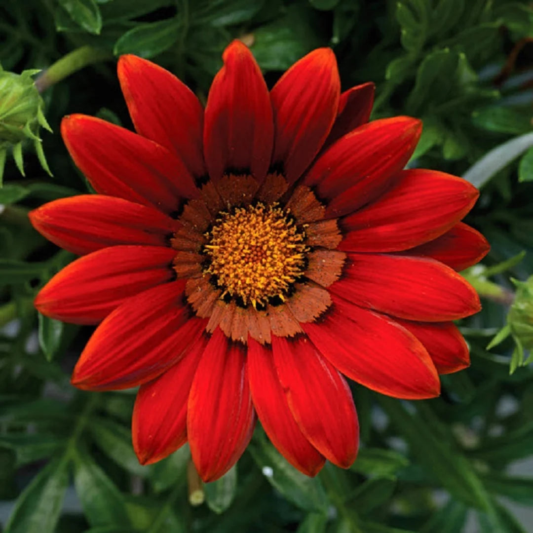 Red Gazania flower seeds