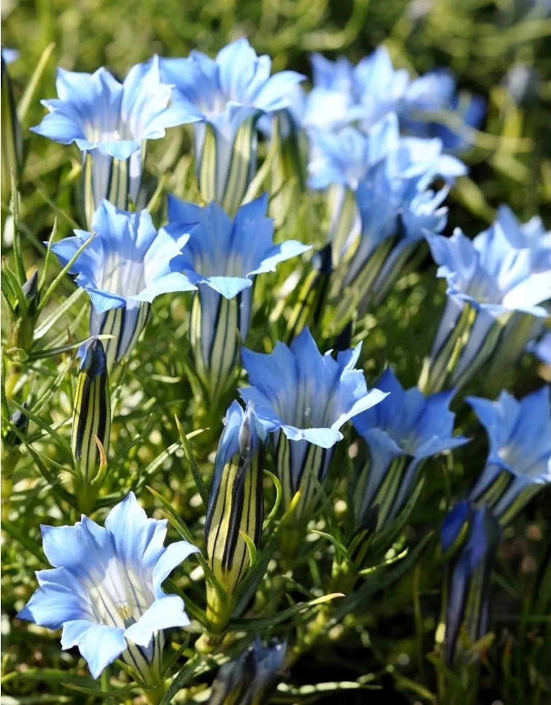 Blue White flower seeds
