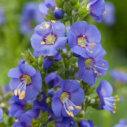 Jacob'S Ladder flower seeds