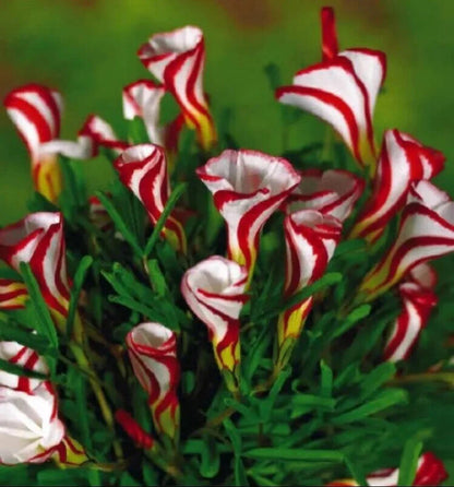 Oxalis Versicolor flower seeds