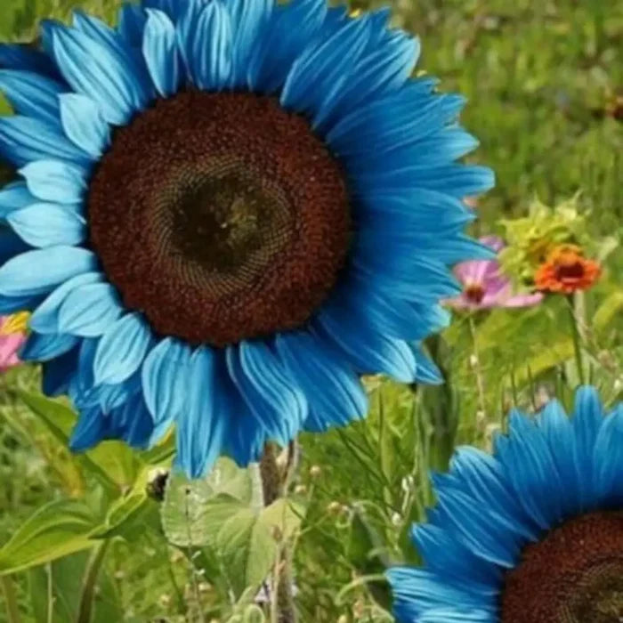 Blue Sunflower plant