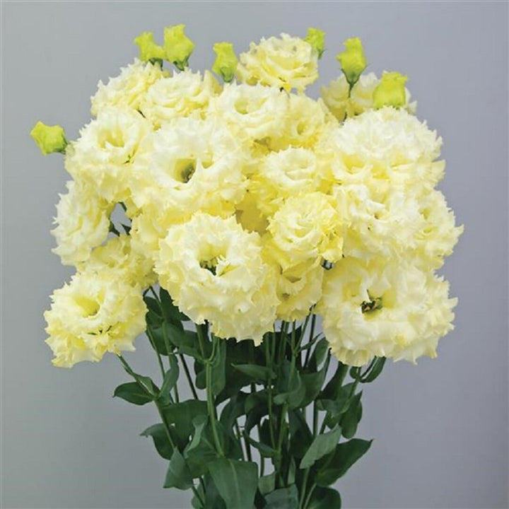 Yellow Lisianthus flower seeds