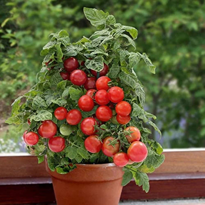 Red Cherry Tomato Seeds