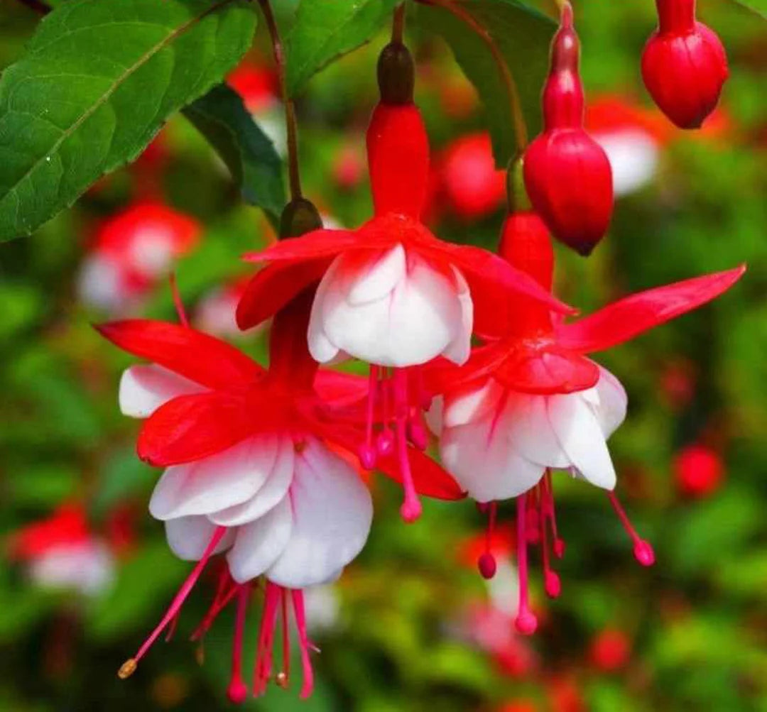 Red Double flower seeds