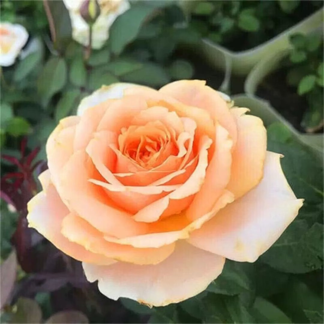 Peach Rose flower seeds