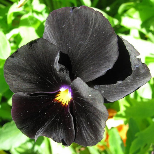Black Pansy flower seeds