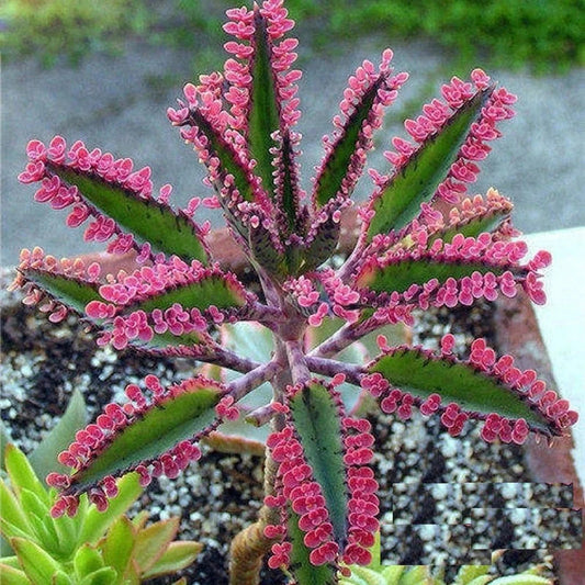 Brown Kalanchoe flower seeds