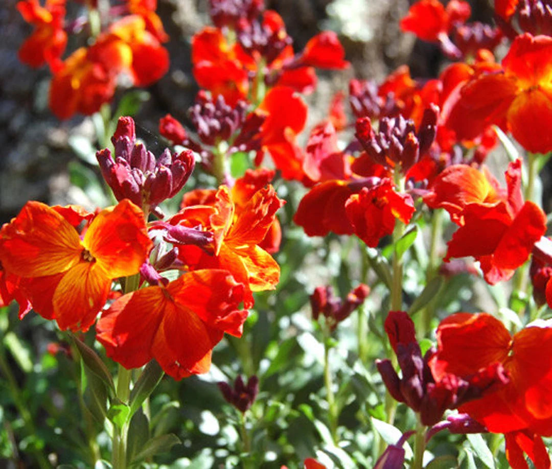 Wallflower Cheiranthus flower seeds