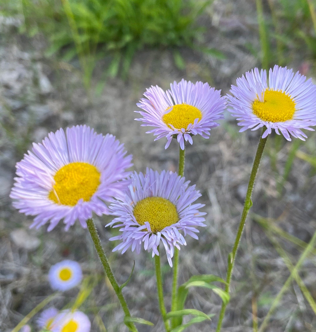 Purple Erigeron flower seeds