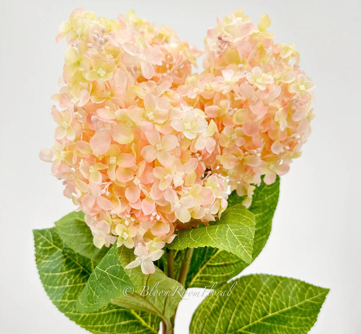 Peach Hydrangea flower seeds