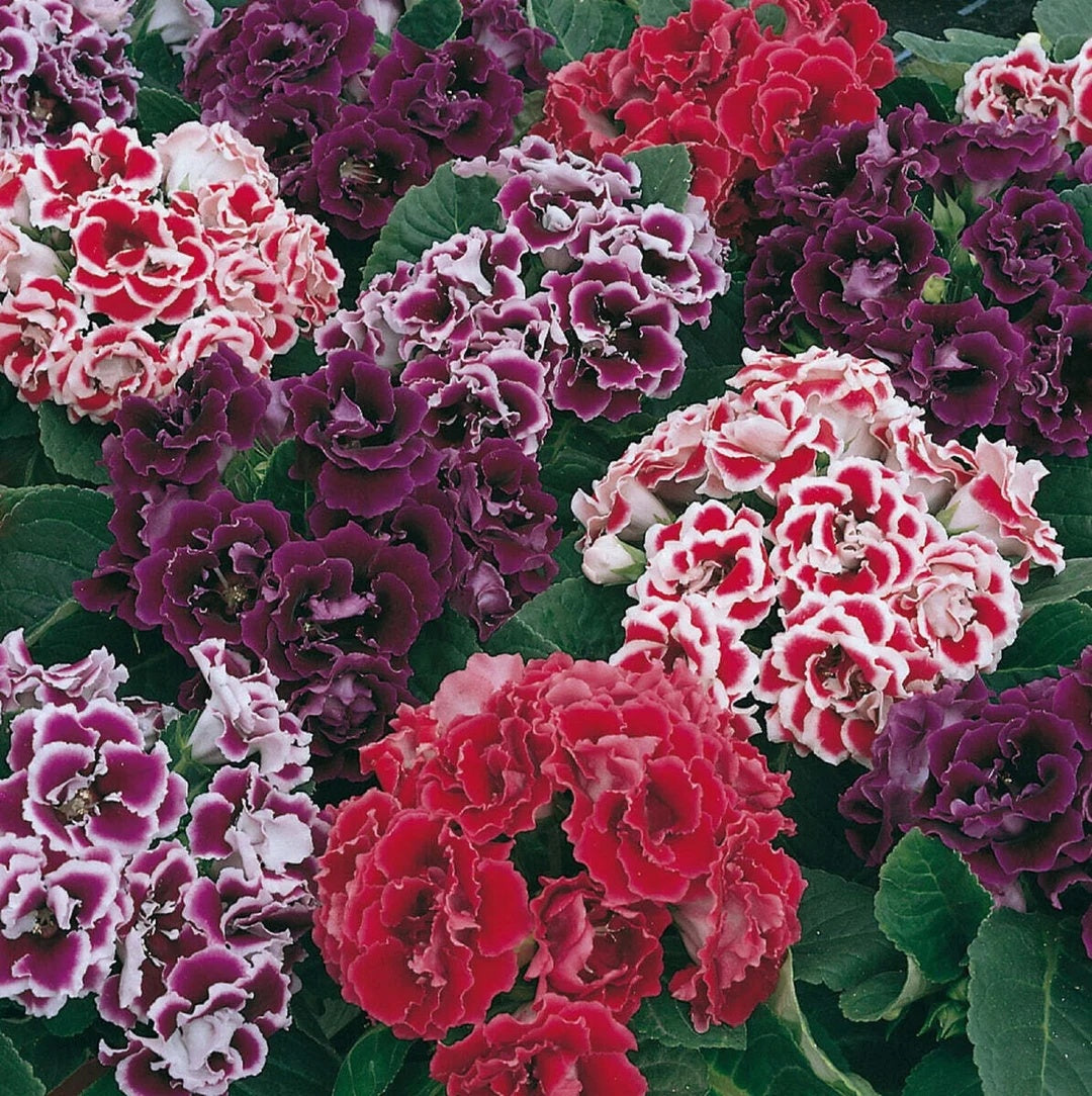 Gloxinia Sinningia Speciosa plant