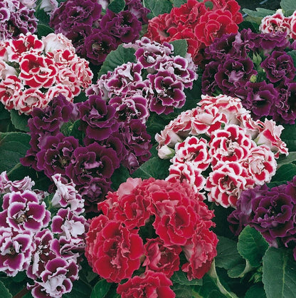 Gloxinia Sinningia Speciosa plant