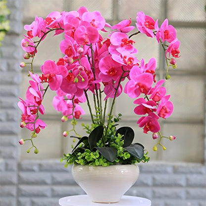 Phalaenopsis Orchid flower seeds