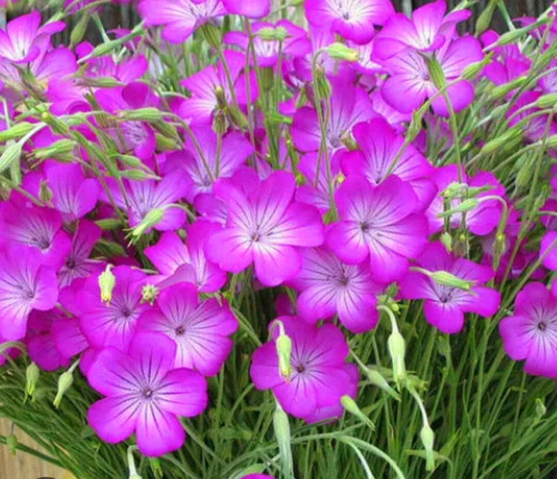 Purple Agrostemma Flower Seeds for Planting – Heirloom Non-GMO Garden Seeds