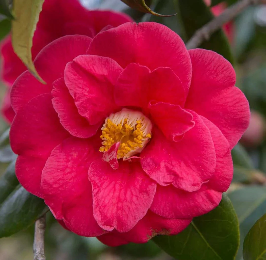 Pink Camellia flower seeds