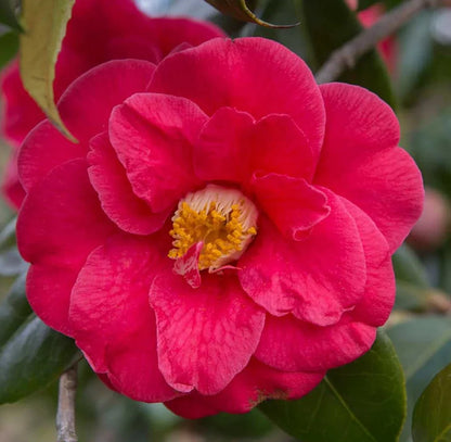 Pink Camellia flower seeds