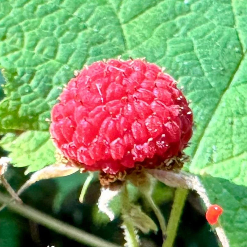 thimbleberry fruit seeds